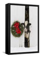 Holstein Cow in Snowstorm by Green Wreath and Red Ribbon, St. Charles, Illinois, USA-Lynn M^ Stone-Framed Stretched Canvas