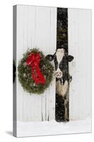 Holstein Cow in Snowstorm by Green Wreath and Red Ribbon, St. Charles, Illinois, USA-Lynn M^ Stone-Stretched Canvas