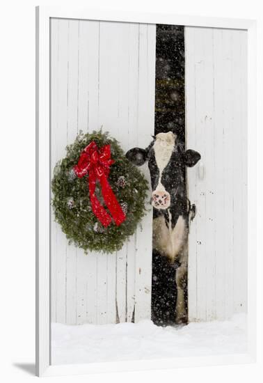 Holstein Cow in Snowstorm by Green Wreath and Red Ribbon, St. Charles, Illinois, USA-Lynn M^ Stone-Framed Premium Photographic Print