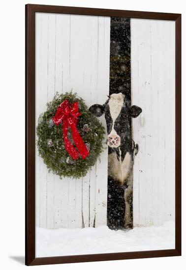 Holstein Cow in Snowstorm by Green Wreath and Red Ribbon, St. Charles, Illinois, USA-Lynn M^ Stone-Framed Premium Photographic Print