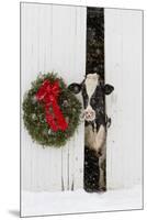 Holstein Cow in Snowstorm by Green Wreath and Red Ribbon, St. Charles, Illinois, USA-Lynn M^ Stone-Mounted Premium Photographic Print