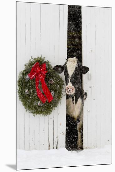 Holstein Cow in Snowstorm by Green Wreath and Red Ribbon, St. Charles, Illinois, USA-Lynn M^ Stone-Mounted Premium Photographic Print