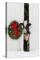 Holstein Cow in Snowstorm by Green Wreath and Red Ribbon, St. Charles, Illinois, USA-Lynn M^ Stone-Stretched Canvas