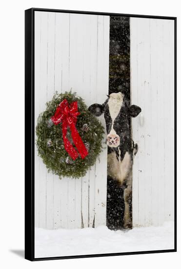 Holstein Cow in Snowstorm by Green Wreath and Red Ribbon, St. Charles, Illinois, USA-Lynn M^ Stone-Framed Stretched Canvas