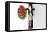 Holstein Cow in Snowstorm by Green Wreath and Red Ribbon, St. Charles, Illinois, USA-Lynn M^ Stone-Framed Stretched Canvas