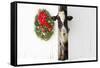 Holstein Cow in Snowstorm by Green Wreath and Red Ribbon, St. Charles, Illinois, USA-Lynn M^ Stone-Framed Stretched Canvas