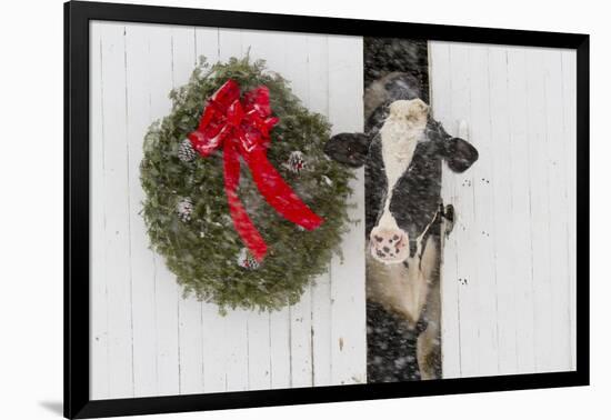 Holstein Cow in Snowstorm by Green Wreath and Red Ribbon, St. Charles, Illinois, USA-Lynn M^ Stone-Framed Photographic Print