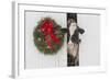 Holstein Cow in Snowstorm by Green Wreath and Red Ribbon, St. Charles, Illinois, USA-Lynn M^ Stone-Framed Photographic Print