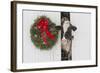 Holstein Cow in Snowstorm by Green Wreath and Red Ribbon, St. Charles, Illinois, USA-Lynn M^ Stone-Framed Photographic Print