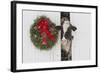 Holstein Cow in Snowstorm by Green Wreath and Red Ribbon, St. Charles, Illinois, USA-Lynn M^ Stone-Framed Photographic Print