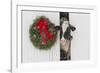 Holstein Cow in Snowstorm by Green Wreath and Red Ribbon, St. Charles, Illinois, USA-Lynn M^ Stone-Framed Photographic Print