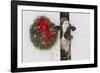 Holstein Cow in Snowstorm by Green Wreath and Red Ribbon, St. Charles, Illinois, USA-Lynn M^ Stone-Framed Photographic Print