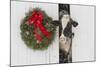 Holstein Cow in Snowstorm by Green Wreath and Red Ribbon, St. Charles, Illinois, USA-Lynn M^ Stone-Mounted Photographic Print