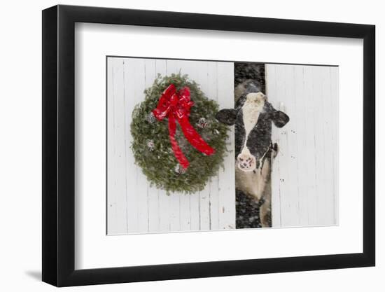 Holstein Cow in Snowstorm by Green Wreath and Red Ribbon, St. Charles, Illinois, USA-Lynn M^ Stone-Framed Photographic Print