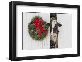 Holstein Cow in Snowstorm by Green Wreath and Red Ribbon, St. Charles, Illinois, USA-Lynn M^ Stone-Framed Photographic Print