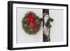 Holstein Cow in Snowstorm by Green Wreath and Red Ribbon, St. Charles, Illinois, USA-Lynn M^ Stone-Framed Photographic Print