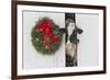 Holstein Cow in Snowstorm by Green Wreath and Red Ribbon, St. Charles, Illinois, USA-Lynn M^ Stone-Framed Photographic Print