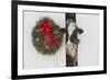 Holstein Cow in Snowstorm by Green Wreath and Red Ribbon, St. Charles, Illinois, USA-Lynn M^ Stone-Framed Photographic Print