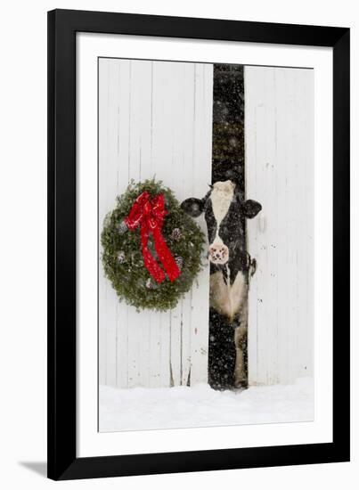 Holstein Cow in Snowstorm by Green Wreath and Red Ribbon, St. Charles, Illinois, USA-Lynn M^ Stone-Framed Photographic Print