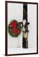 Holstein Cow in Snowstorm by Green Wreath and Red Ribbon, St. Charles, Illinois, USA-Lynn M^ Stone-Framed Photographic Print