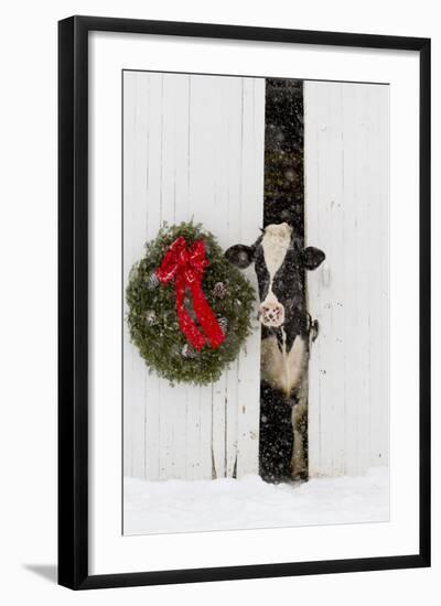 Holstein Cow in Snowstorm by Green Wreath and Red Ribbon, St. Charles, Illinois, USA-Lynn M^ Stone-Framed Photographic Print