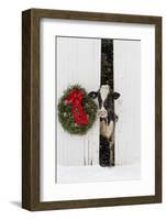 Holstein Cow in Snowstorm by Green Wreath and Red Ribbon, St. Charles, Illinois, USA-Lynn M^ Stone-Framed Photographic Print