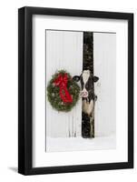 Holstein Cow in Snowstorm by Green Wreath and Red Ribbon, St. Charles, Illinois, USA-Lynn M^ Stone-Framed Photographic Print