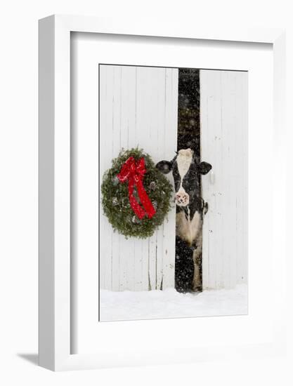 Holstein Cow in Snowstorm by Green Wreath and Red Ribbon, St. Charles, Illinois, USA-Lynn M^ Stone-Framed Photographic Print