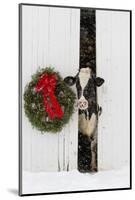 Holstein Cow in Snowstorm by Green Wreath and Red Ribbon, St. Charles, Illinois, USA-Lynn M^ Stone-Mounted Photographic Print