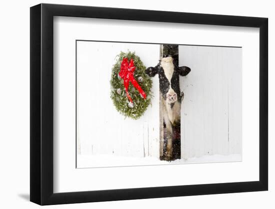 Holstein Cow in Snowstorm by Green Wreath and Red Ribbon, St. Charles, Illinois, USA-Lynn M^ Stone-Framed Photographic Print