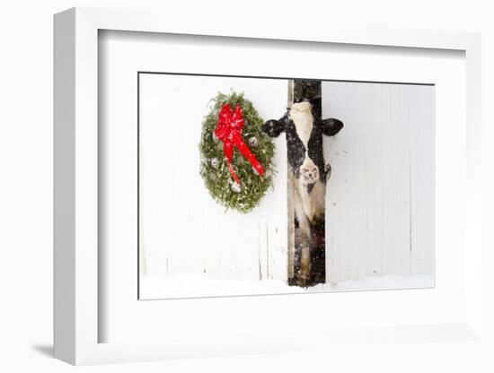 Holstein Cow in Snowstorm by Green Wreath and Red Ribbon, St. Charles, Illinois, USA-Lynn M^ Stone-Framed Photographic Print