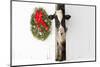 Holstein Cow in Snowstorm by Green Wreath and Red Ribbon, St. Charles, Illinois, USA-Lynn M^ Stone-Mounted Photographic Print