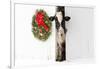 Holstein Cow in Snowstorm by Green Wreath and Red Ribbon, St. Charles, Illinois, USA-Lynn M^ Stone-Framed Photographic Print