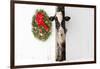 Holstein Cow in Snowstorm by Green Wreath and Red Ribbon, St. Charles, Illinois, USA-Lynn M^ Stone-Framed Photographic Print