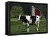 Holstein Cow on a Farm, Belleville, WI-Lynn M^ Stone-Framed Stretched Canvas