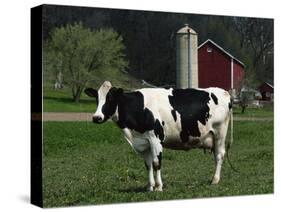 Holstein Cow on a Farm, Belleville, WI-Lynn M^ Stone-Stretched Canvas