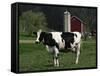 Holstein Cow on a Farm, Belleville, WI-Lynn M^ Stone-Framed Stretched Canvas