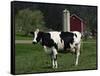 Holstein Cow on a Farm, Belleville, WI-Lynn M^ Stone-Framed Stretched Canvas