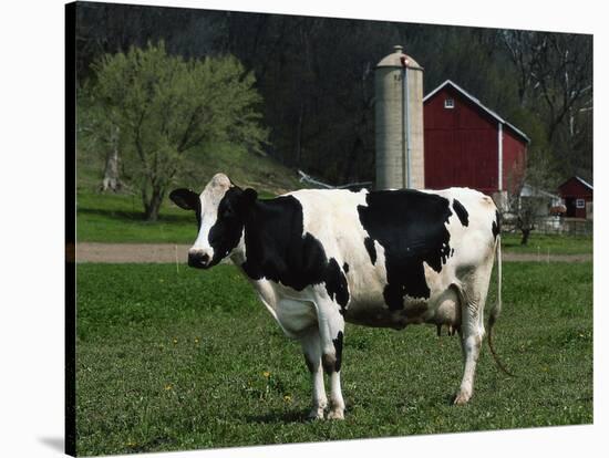 Holstein Cow on a Farm, Belleville, WI-Lynn M^ Stone-Stretched Canvas