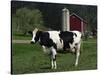 Holstein Cow on a Farm, Belleville, WI-Lynn M^ Stone-Stretched Canvas