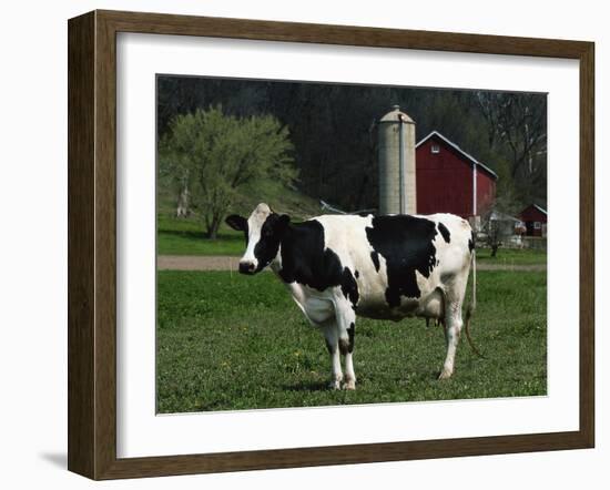 Holstein Cow on a Farm, Belleville, WI-Lynn M^ Stone-Framed Premium Photographic Print