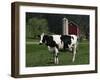 Holstein Cow on a Farm, Belleville, WI-Lynn M^ Stone-Framed Premium Photographic Print