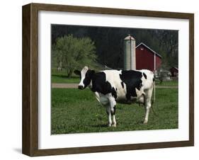 Holstein Cow on a Farm, Belleville, WI-Lynn M^ Stone-Framed Premium Photographic Print