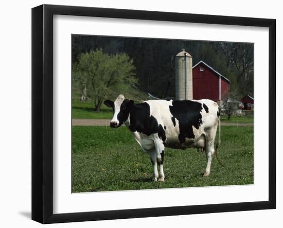 Holstein Cow on a Farm, Belleville, WI-Lynn M^ Stone-Framed Premium Photographic Print