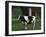 Holstein Cow on a Farm, Belleville, WI-Lynn M^ Stone-Framed Premium Photographic Print