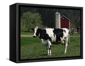 Holstein Cow on a Farm, Belleville, WI-Lynn M^ Stone-Framed Stretched Canvas
