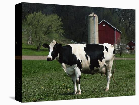 Holstein Cow on a Farm, Belleville, WI-Lynn M^ Stone-Stretched Canvas