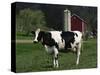 Holstein Cow on a Farm, Belleville, WI-Lynn M^ Stone-Stretched Canvas