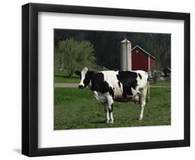 Holstein Cow on a Farm, Belleville, WI-Lynn M^ Stone-Framed Photographic Print