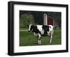 Holstein Cow on a Farm, Belleville, WI-Lynn M^ Stone-Framed Photographic Print